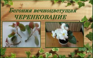 Бегония вечноцветущая размножение черенками самый простой способ