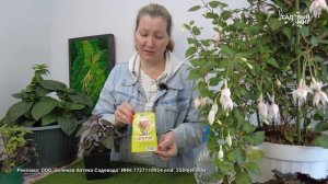 БЕЛОКРЫЛКА ПРОПАДЕТ НАВСЕГДА - ЭФФЕКТИВНОЕ СРЕДСТВО ОТ БЕЛОКРЫЛКИ ДЛЯ КОМНАТНЫХ ЦВЕТОВ.