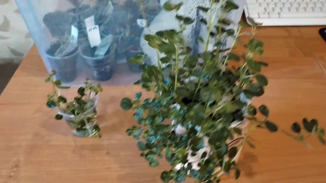 Комнатные растения. Пилея монетолистная. смотреть онлайн