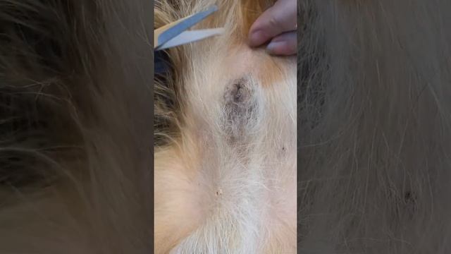 Гигиена уход за кобелем грифона смотреть онлайн