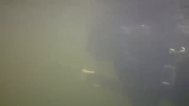 Подводные охотники Костанайской области смотреть онлайн