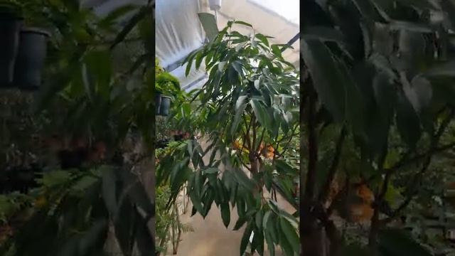 Фикус Биннедика Амстел кинг - дерево смотреть онлайн