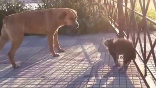 Maci i vogel i ben zborrrrrr qenit rrugac!!! смотреть онлайн