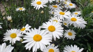 Гигантские ромашки или "по-умному" НИВЯНИК / Giant daisies or leucanthemum