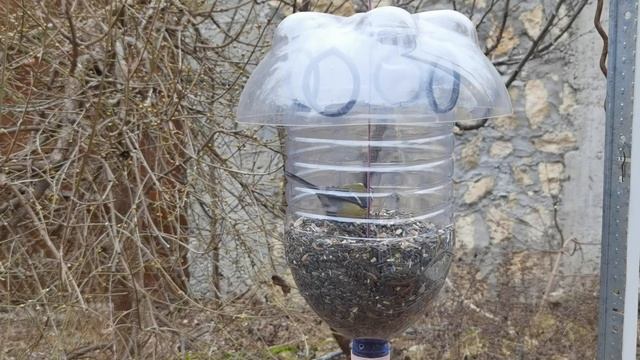 Кормушка для синиц с колпаком-преградой для других смотреть онлайн