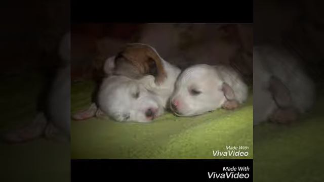 Мои детки 😚 Слайд-шоу ✔Скучаю😦 смотреть онлайн