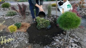 НОВИНКА - ПИХТА ТУНДРА.