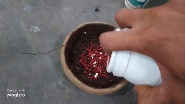 How To Privet Ligustrum Bonsai Care Guide And Maintenance #bonsai #bonsaitree #bonsaimini