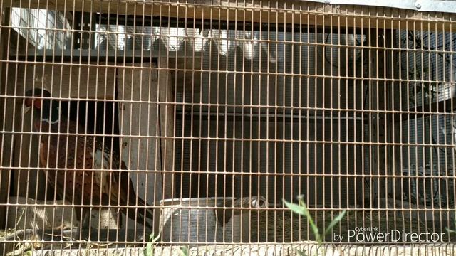 Загон для фазанов смотреть онлайн