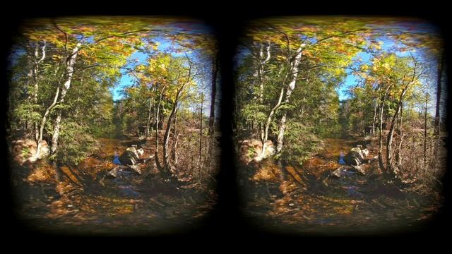 Fall day in the forest VR180 смотреть онлайн