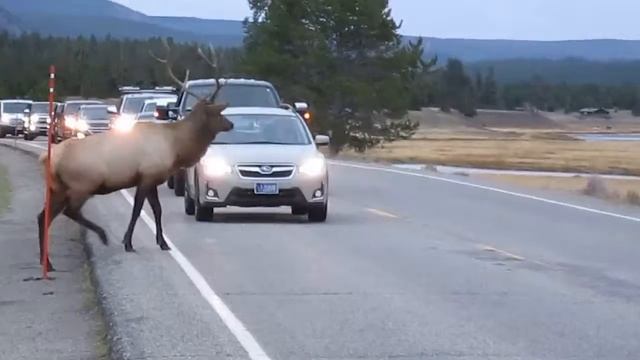 Йеллоустоун - олень переходит дорогу запись с фотоаппарата. Yellowstone - deer crossing roadway 2 смотреть онлайн