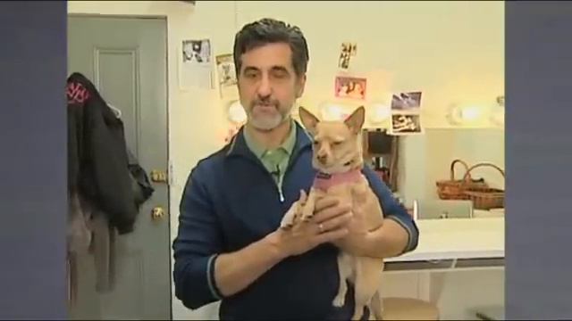 Animal Trainer смотреть онлайн