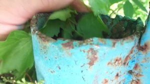 Синичка вывела птенцов  в глубокой трубе