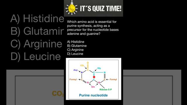 Purine synthesis: which amino acid is a precursor for the nucleotide bases adenine and guanine? смотреть онлайн