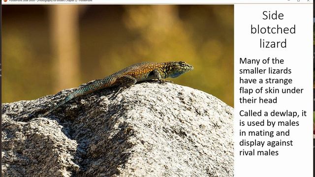 photography for birders and other wildlife enthusiasts chapter 5 смотреть онлайн