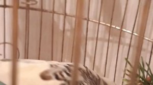 Какого попугая выбрать?!Корелла или волнистик?!Первоначальный расход