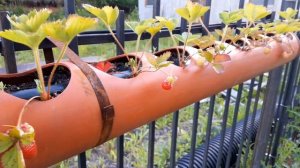 Клубника в трубах. Первый опыт. Урожай!