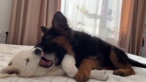 Щеночки играют