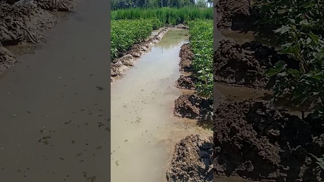 первыи полив хлопка после 85 днеи смотреть онлайн