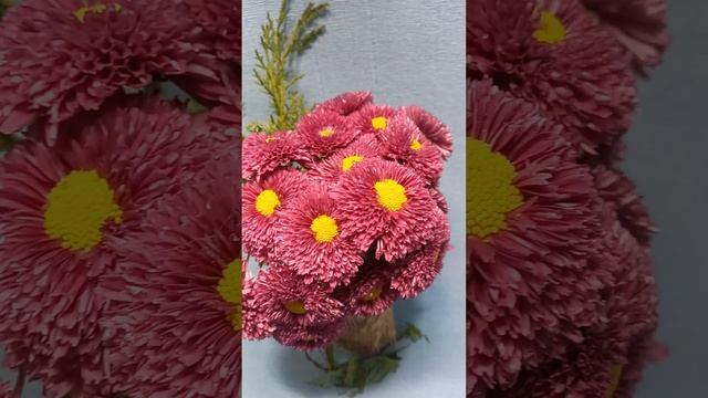 Бордюрная хризантема №26 ? #chrysanthemum #цветы смотреть онлайн