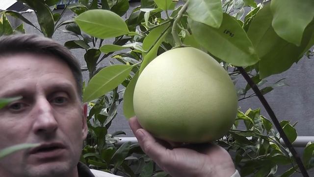Помело Citrus grandis "Chandler" смотреть онлайн