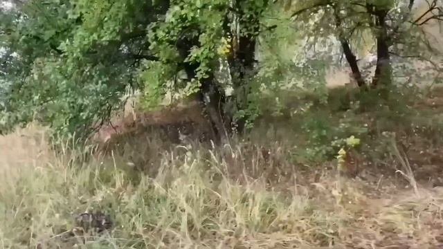 ФАНАТКИ САФАРА СОШЛИ С УМА! ОЛЬГА УРАЛОЧКА LIVE. смотреть онлайн