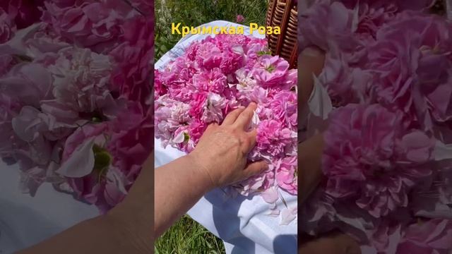 Пару недель в году в Крыму собирают розу , из неё изготавливают очень полезную розовую воду #крым смотреть онлайн