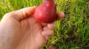 Слива Персиковая, Алыча Озарк Премьер, Обильная Новая, Глобус