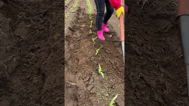 Устройство для огорода смотреть онлайн