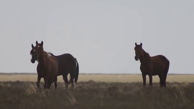 Beautiful wild horses FREE STOCK FOOTAGE | Красивые лошади в степи смотреть онлайн