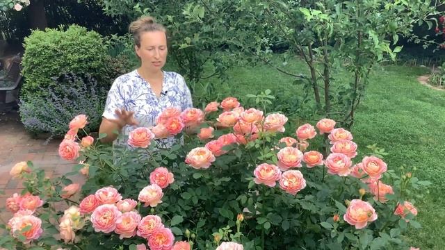 Lady of Shalott rose: shrub or climber? смотреть онлайн