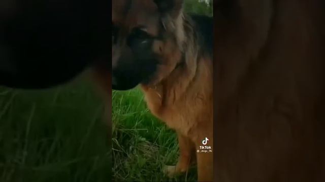 лучшие породы собак для частного дома смотреть онлайн