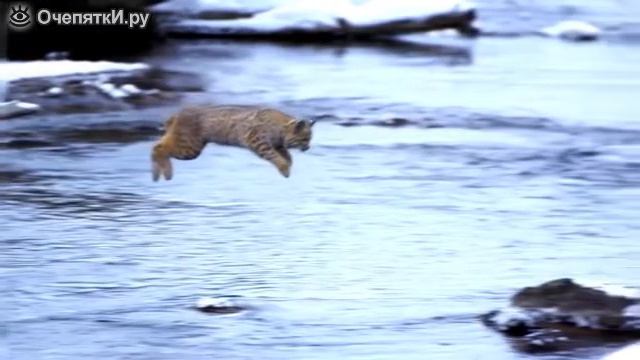 Красивый прыжок рыси смотреть онлайн