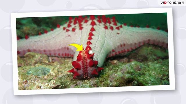 Видеоурок для начальных классов «Подводный мир и его обитатели» смотреть онлайн