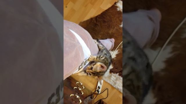 Прикольный ползучий котенок Ашера(Саванна) смотреть онлайн