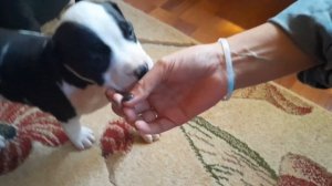 Выбираем щенка стаффа/Огромный стафф !!!