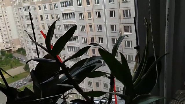 КАК БОРОТЬСЯ С t 33° | чем и как СПАСАЮ сейчас и раньше смотреть онлайн