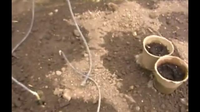 Капельный полив томатов и огурцов в теплице смотреть онлайн