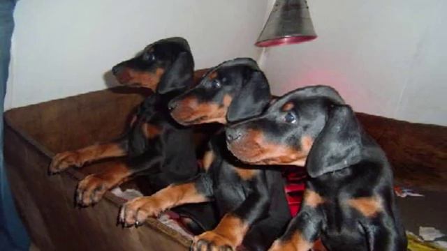 Allevamento Doberman Carybdis 1.mpg смотреть онлайн