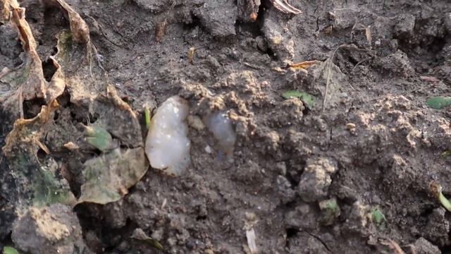 Finding Chalcedony Quartz Crystals in a field in Germany | Rockhounding around the world смотреть онлайн