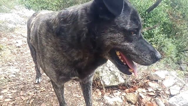 Ликийская тропа. Чиралы-Карайоз. Likya yolu hiking. смотреть онлайн