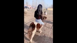 Chinese girl enjoys riding in sanya racecourse