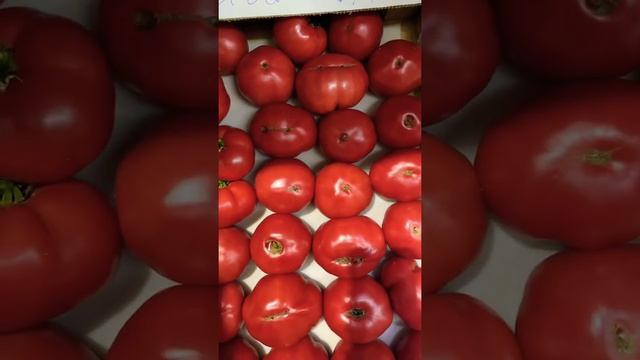 Помидор Дагестанский узбекский Азербайджанский супер сладкий сочный жду лайк смотреть онлайн