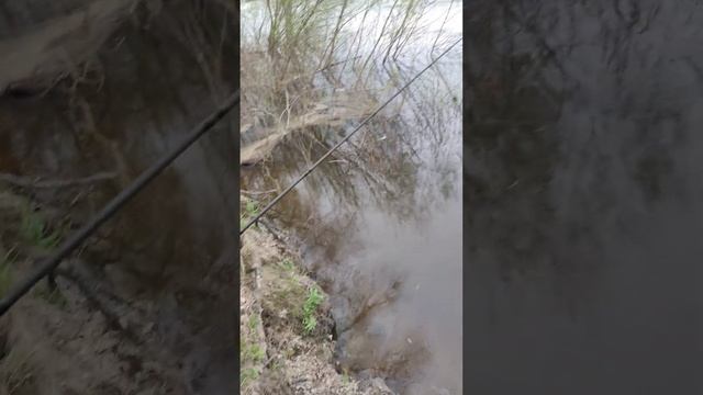 Рыбалка на Десне! Ловля чехони в водовороте. #рыбалка #fishing #десна #киев #shorts смотреть онлайн