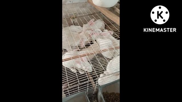 Хиколь супер кролик мясного напровления. смотреть онлайн