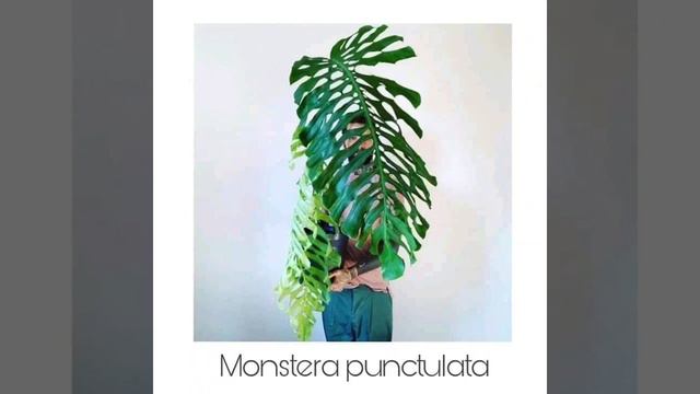 MONSTERA VARIETIES WITH THEIR NAMES | Simple Living смотреть онлайн