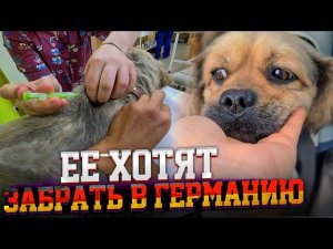 Она была на волоске от СМЕРТИ. ТЫСЯЧИ КЛЕЩЕЙ пили с нее кровь. Теперь она готовится к отправке