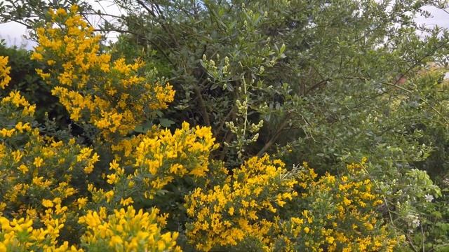 Genista Porlock - fragrant flowering shrub - Plant Review - смотреть онлайн