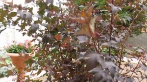 ПУЗЫРЕПЛОДНИК  ДЬЯБОЛО Декоративный куст для сада