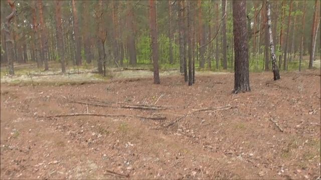 Боровики пошли в мае!Фантастика!Белые грибы смотреть онлайн